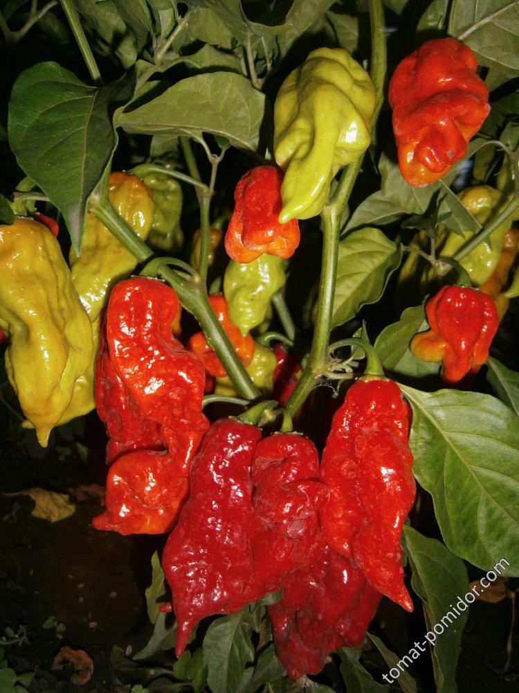 Bhut Jolokia Red