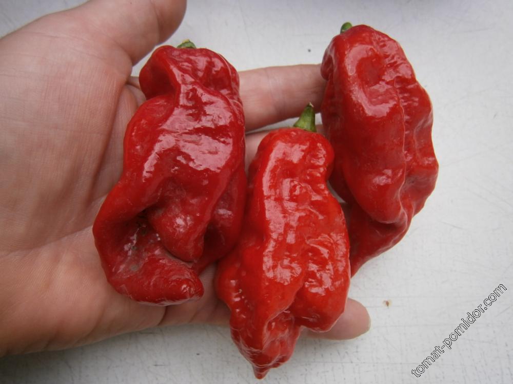 Bhut Jolokia Red