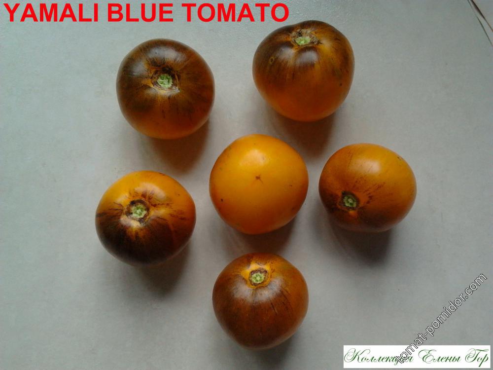 Yamali Blue Tomato