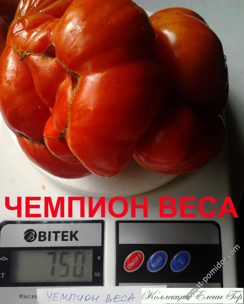 Чемпион веса