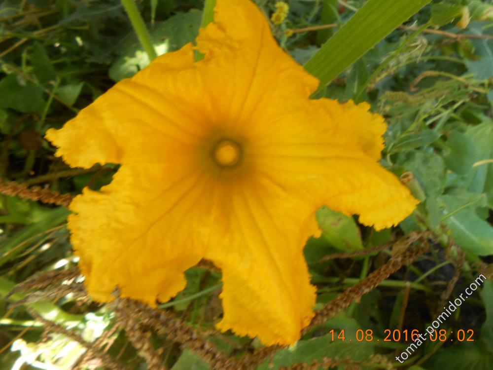 цветок хаббарда