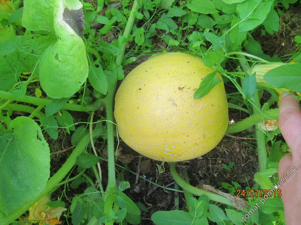 Melonette jaspée de Vendée 2016