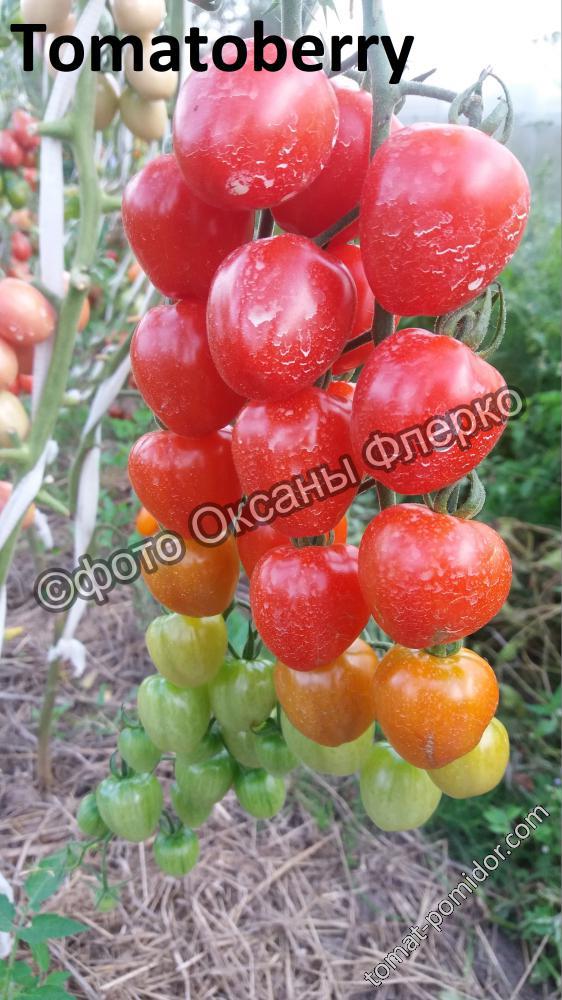 Tomatoberry