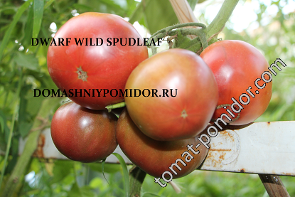 Dwarf Wild Spudleaf