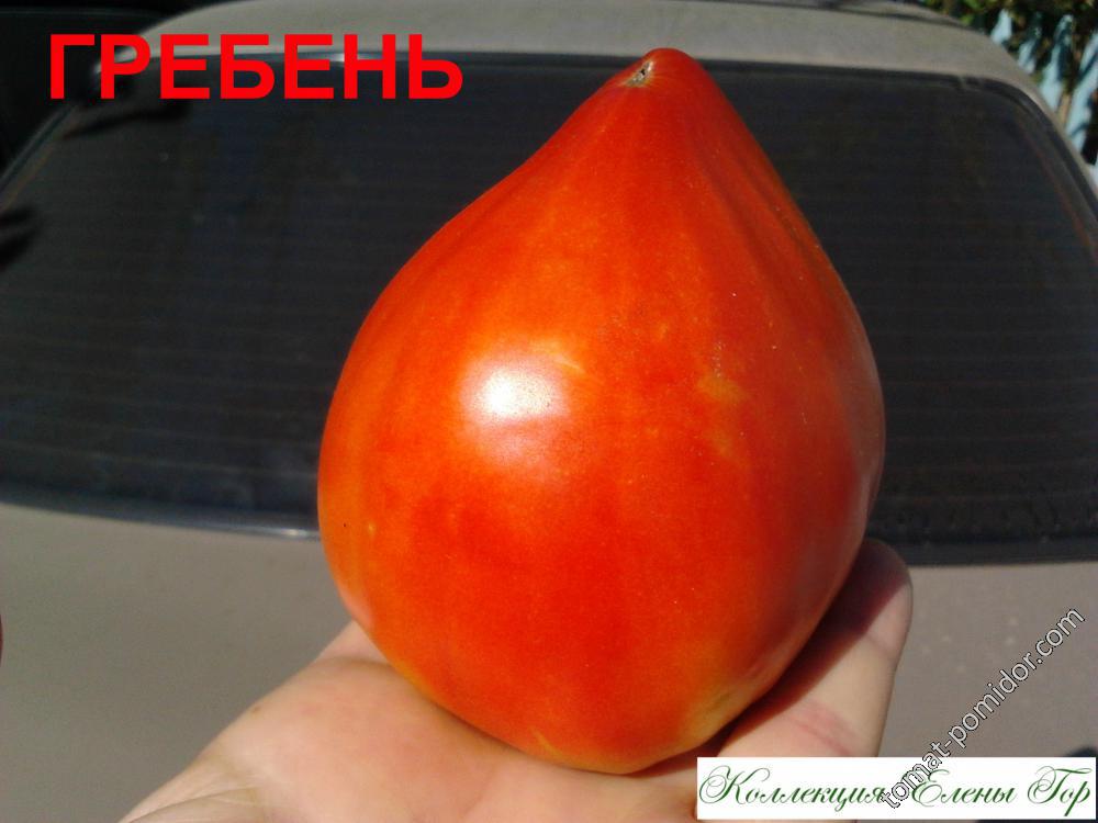 ГРЕБЕНЬ (ГРЕБЕШОК)