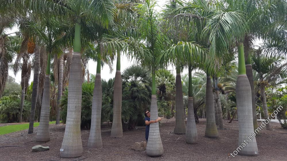 Jardín Botánico Canario Viera y Clavijo