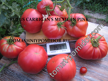 Rufus Carrigan's Mexican Pink