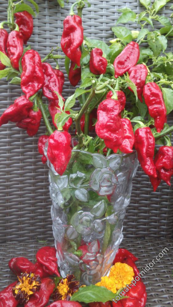 Bhut Jolokia Red