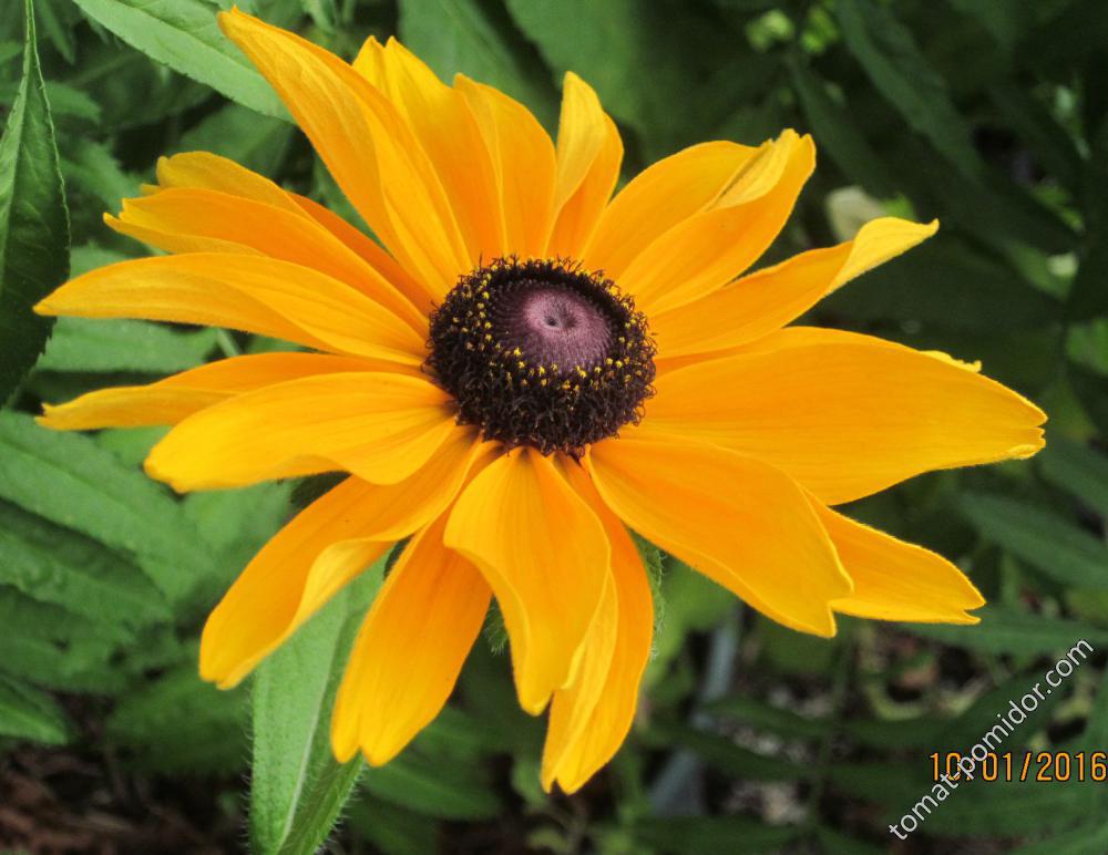 Rudbeckia Goldilocks (not)