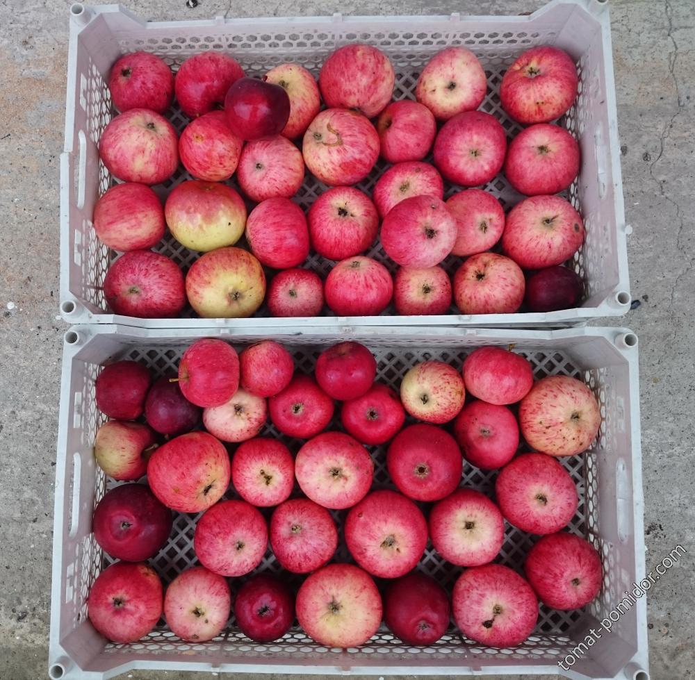 Колхозные яблоки