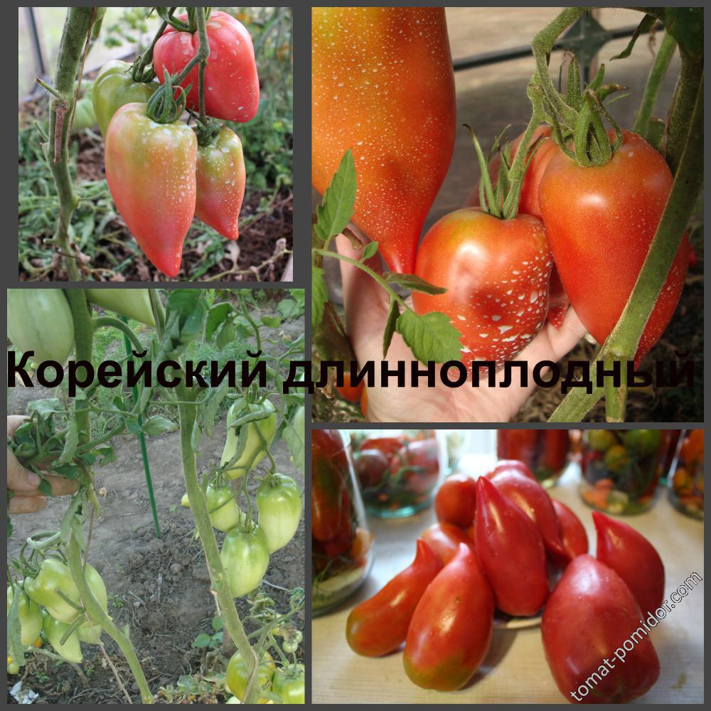 Корейский длинноплодный