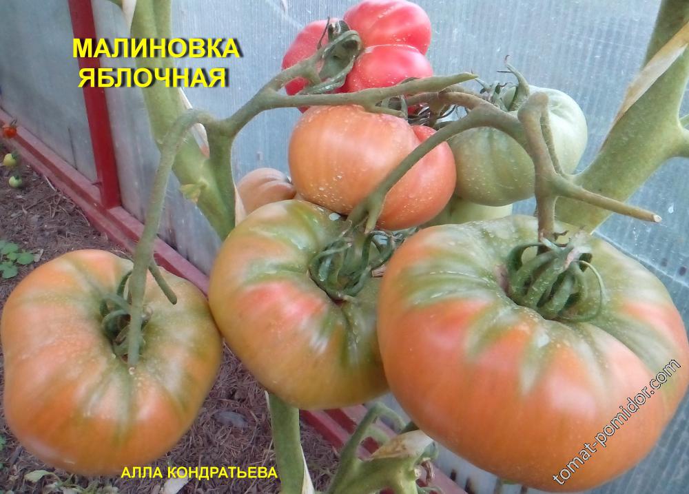 МАЛИНОВКА ЯБЛОЧНАЯ