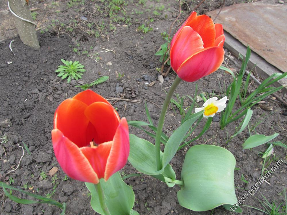 Красные тюльпаны с белым краем