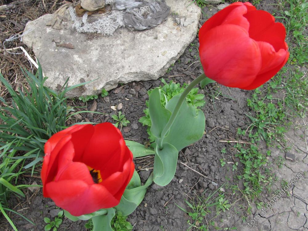 Красные бокальчатые тюльпаны
