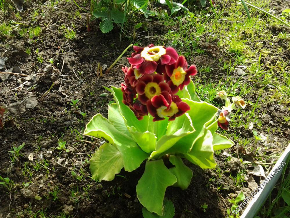 Border Auricula