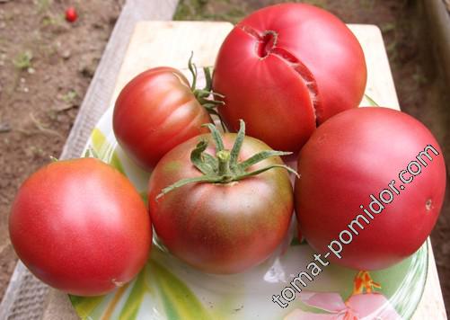 Indische Fleischtomate (Индийский мясистый)