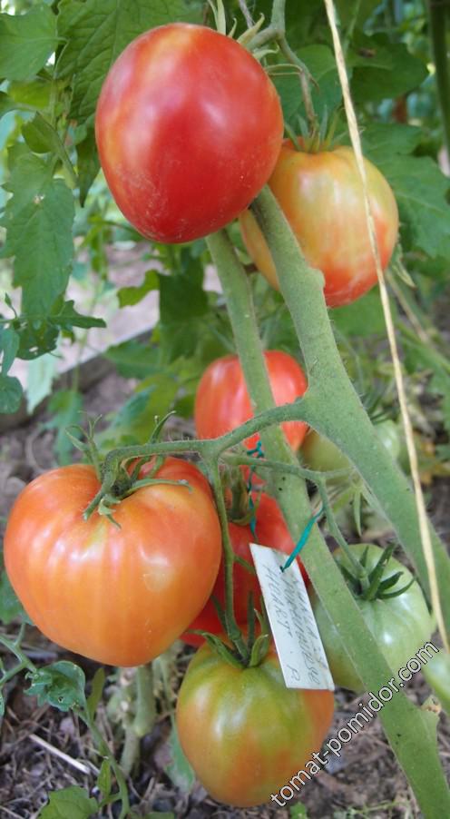 Kukla's Portuguese Beefsteak Tomato