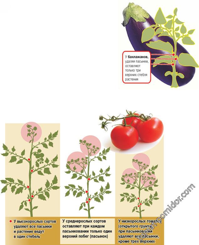 Формирование томата и баклажана