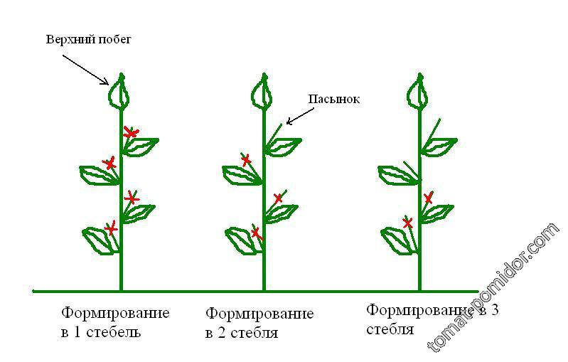 формирование перца