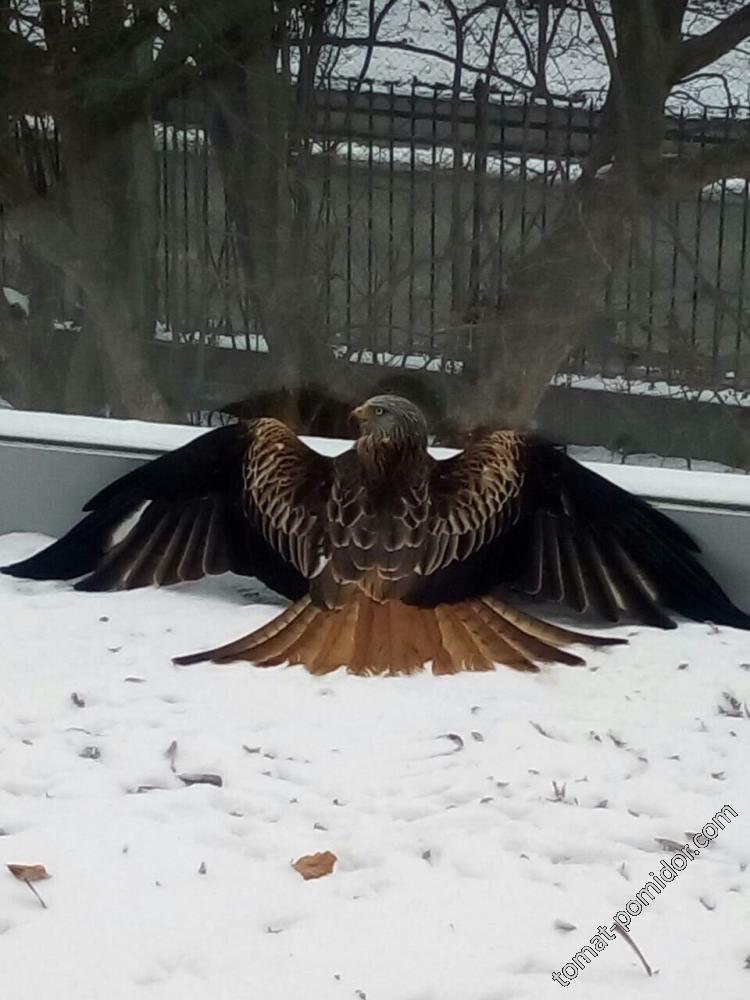 Коршун на балконе (фото родственника)