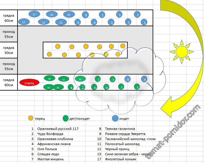Схема посадки помидор и огурцов в теплице