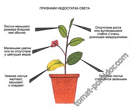 Признаки недостатка света у растений