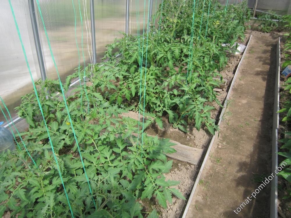 Схема посадки томатов в теплице 3х6 фото