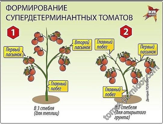 Формировка 2