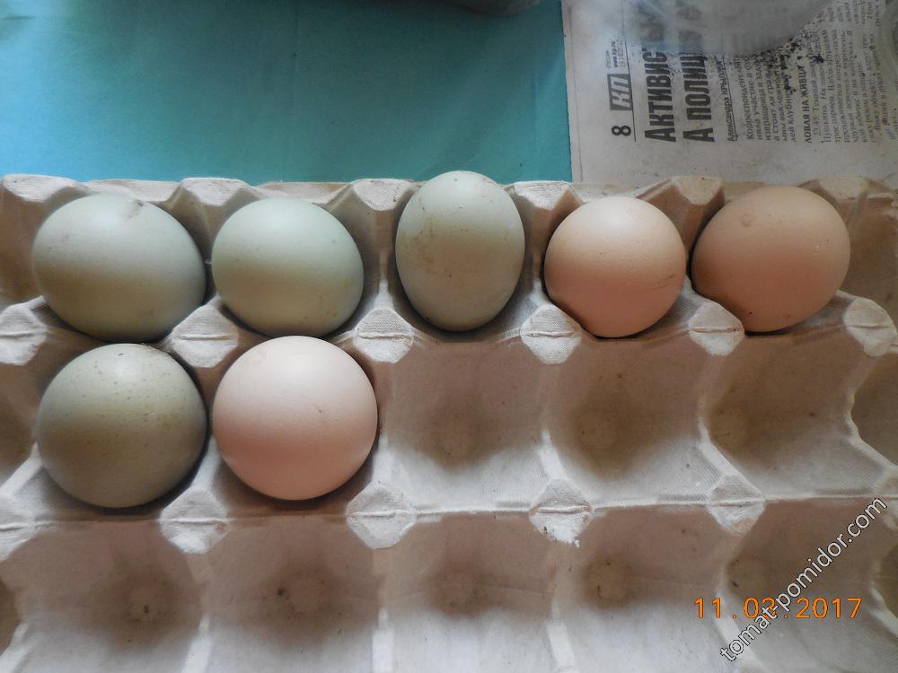 Первые яйца к 8 марта