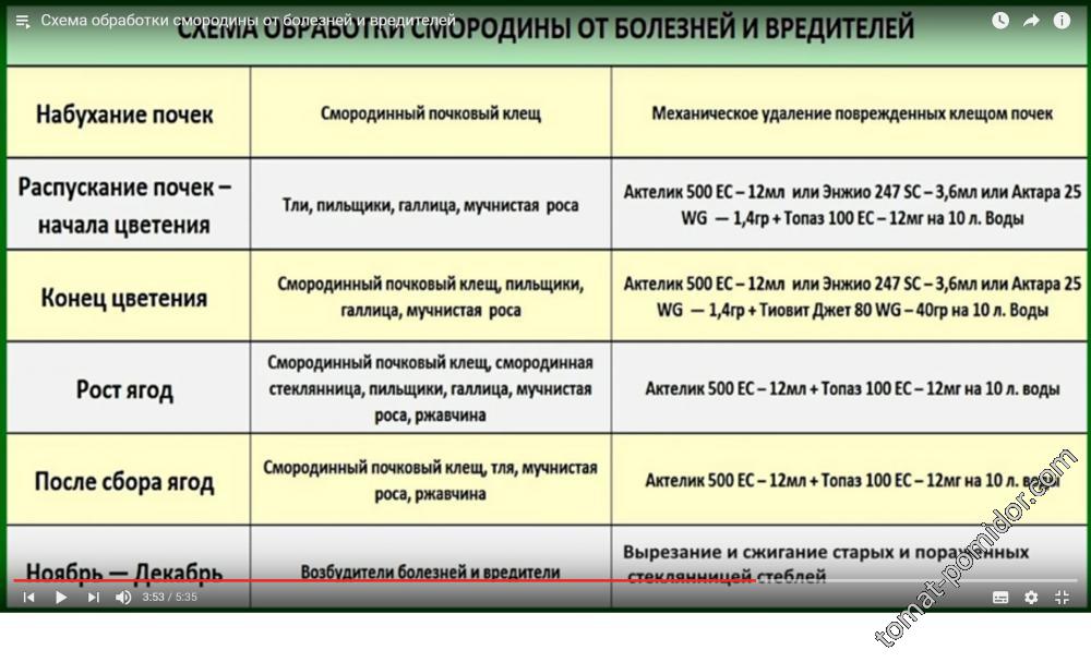 Обработка смородины