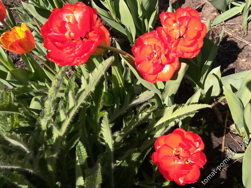 Махровые красные тюльпаны