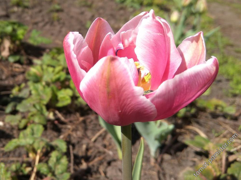 Розовый махровый тюльпан