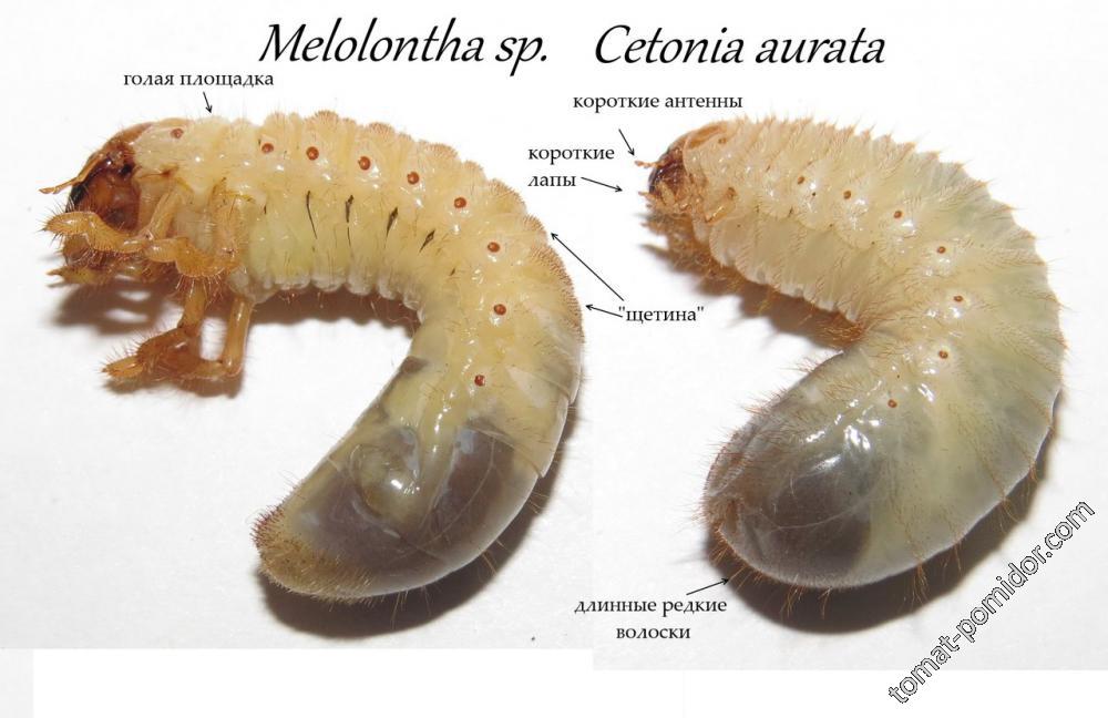 Слева личинка майского жука, справа личинка бронзовки