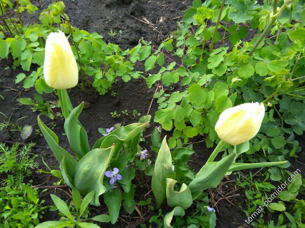Тюльпаны поздние бахромчатые желтые бледные