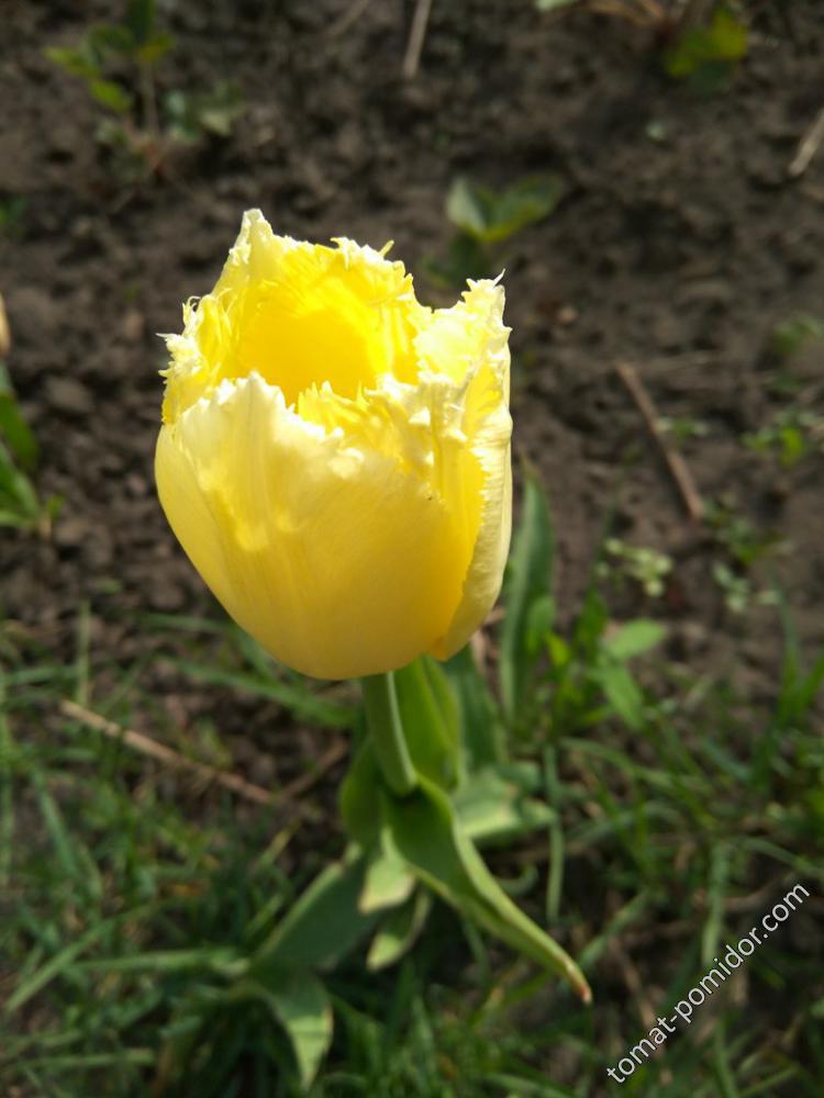 Тюльпаны поздние бахромчатые желтые бледные