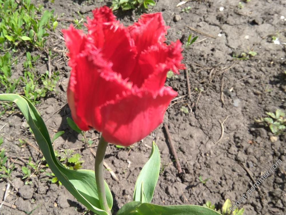 Тюльпан красно-малиновый бахромчатый