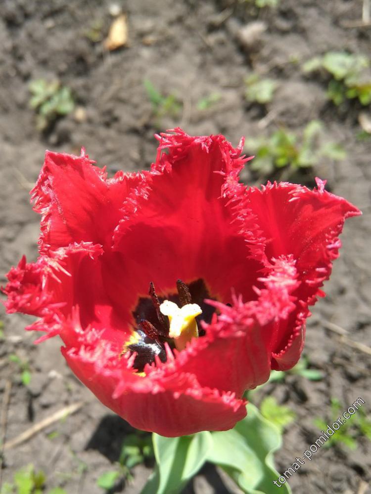 Тюльпан красно-малиновый бахромчатый