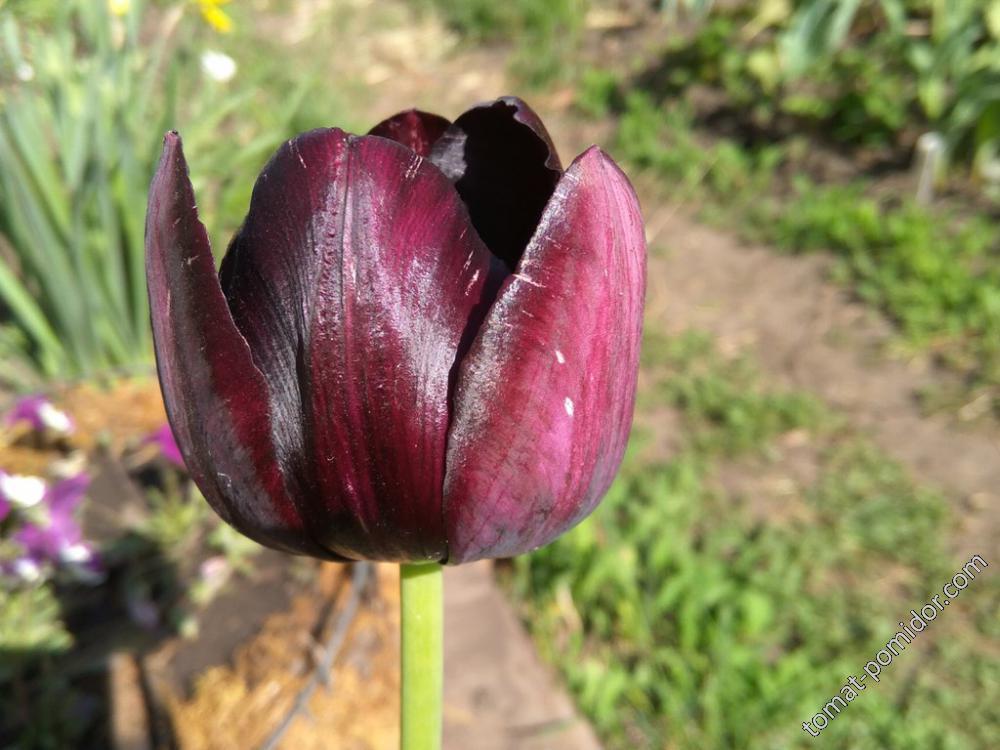 Почти черный тюльпан