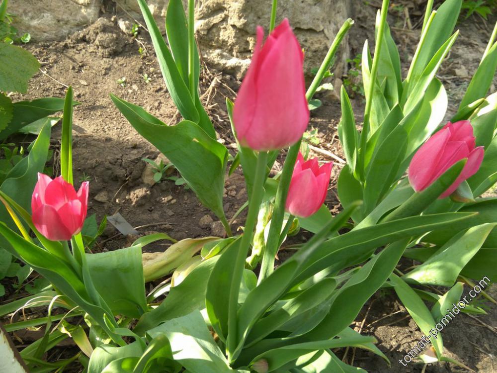 Розовые поздние тюльпаны