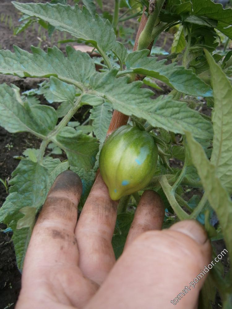 Dwarf Purple Heart ОГ