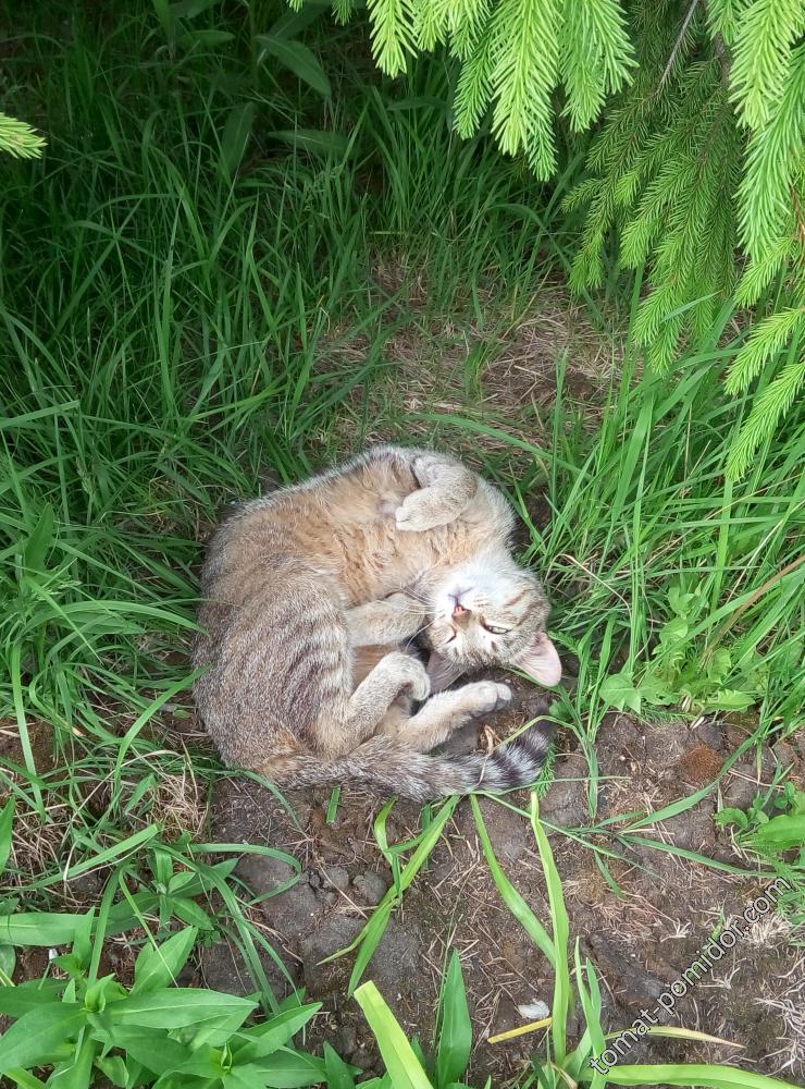 Смешной котя,спящий под елкой