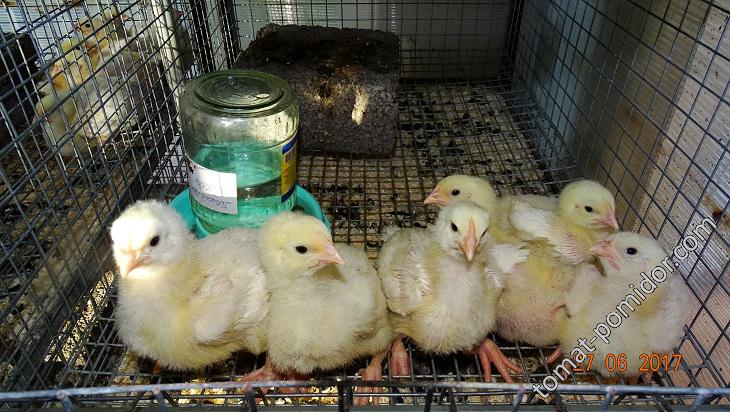 цыплята -бройлеры переехали в клетки