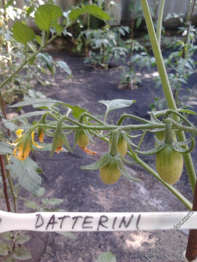 DATTERINI (ДАТЕРИНИ)