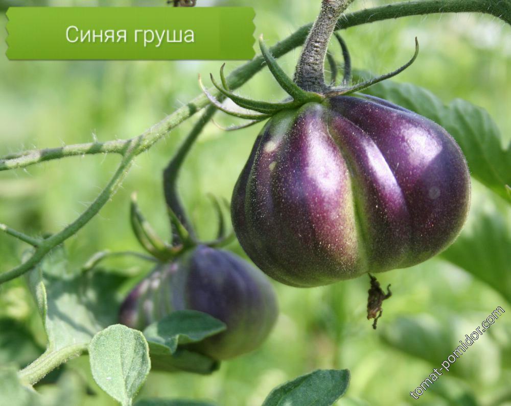 Синяя груша