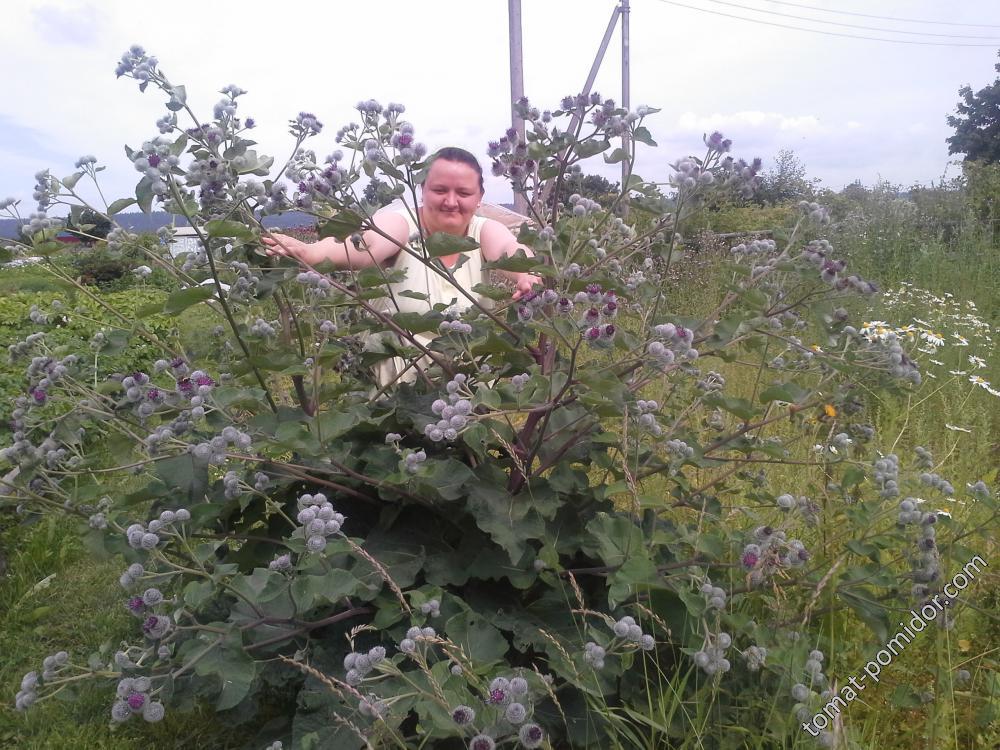 царь-лопух 30.07.2017