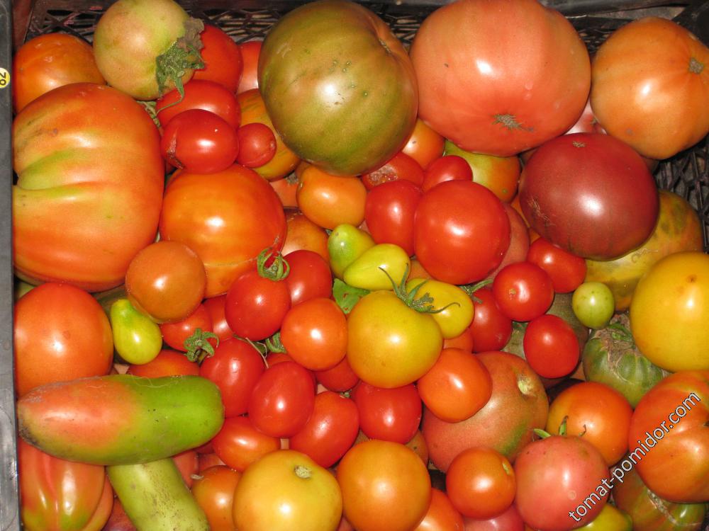 томаты 17 г. 82 сорта.