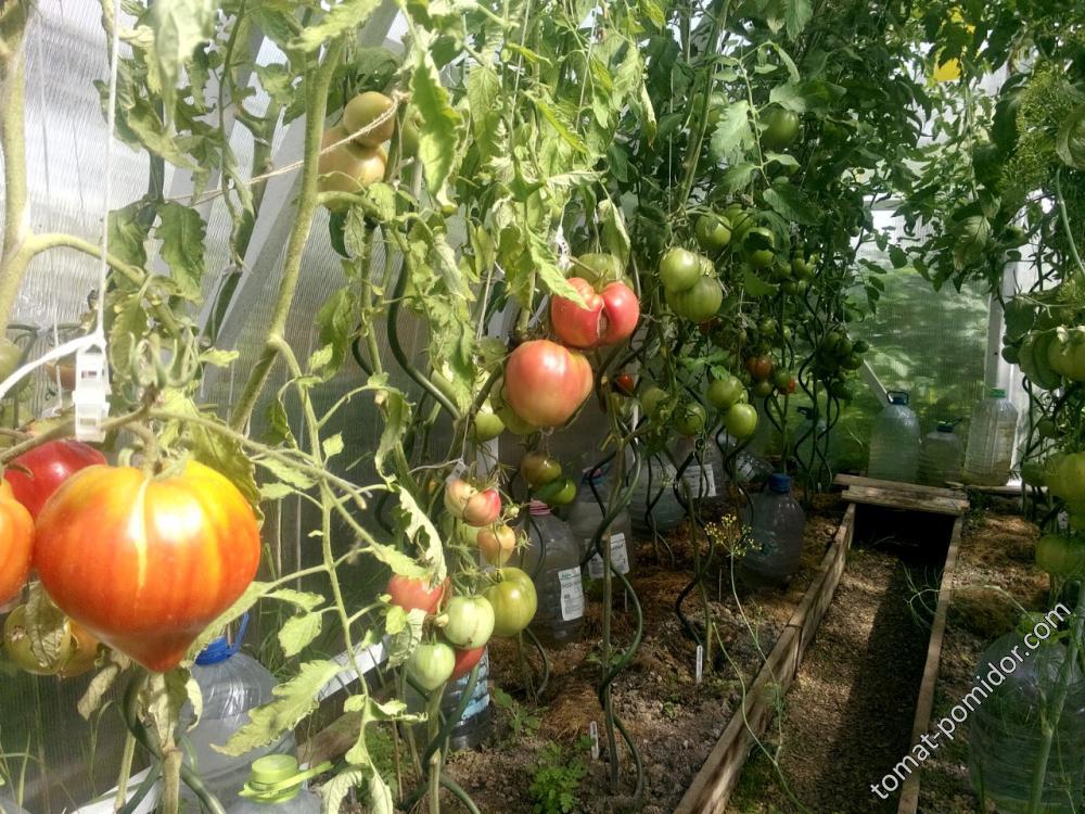 Большинство сортов завязали только нижние кисти