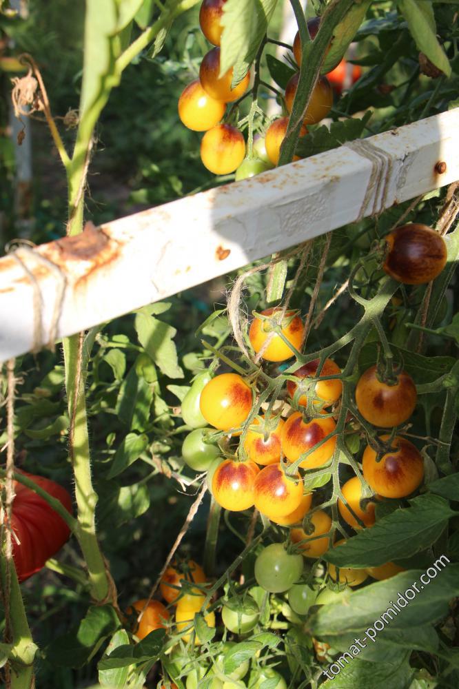 Indigo Kumquat