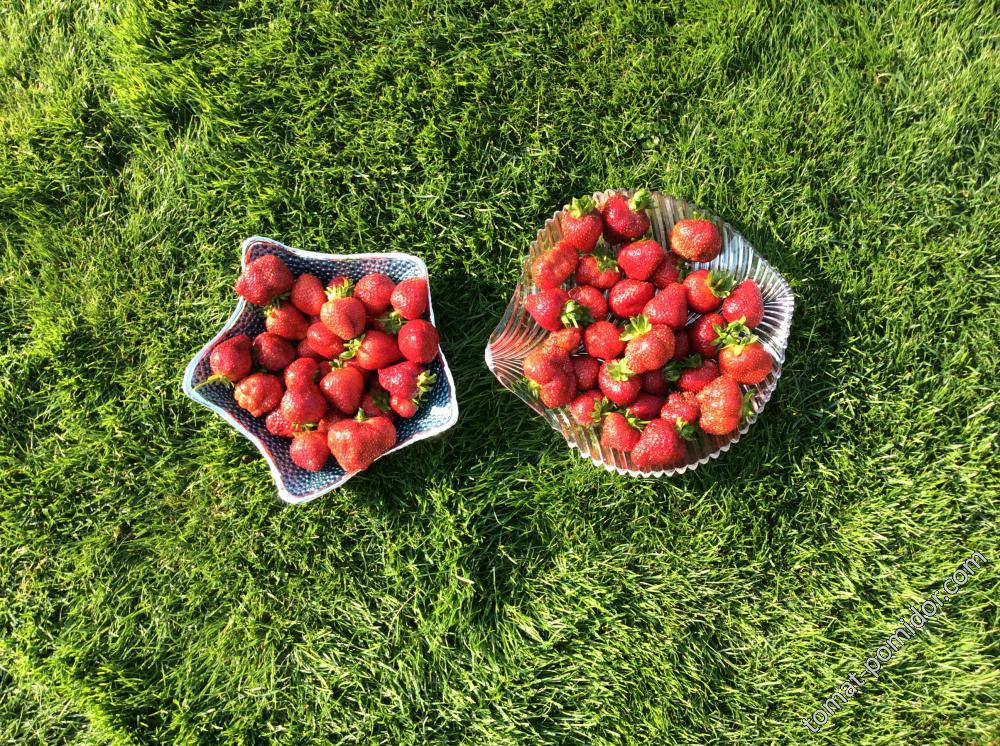 Клубника 🍓 красавица или завтрак на траве.