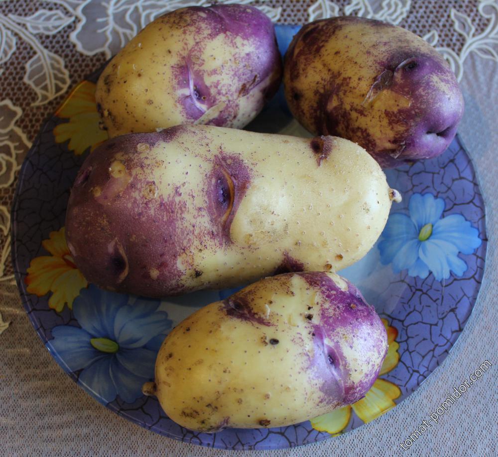 Картофель с фиолетовыми глазками описание сорта фото